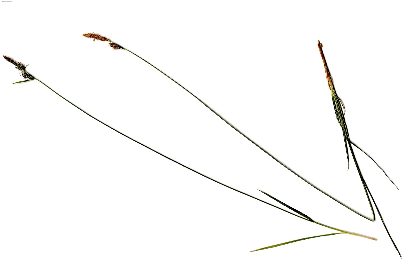 Carex tomentosa (Cyperaceae)
